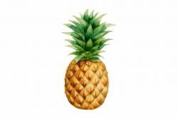 Prendadaeavo Pineapple Drawing, Pineapple Wallpaper, - Watercolor ...