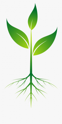 Download for free 10 PNG Plant clipart root top images at ...