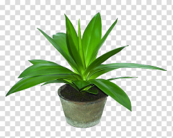 Aesthetic, Agave plants transparent background PNG clipart ...