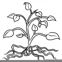 Plants Black And White Clipart | Free Images at Clker.com ...