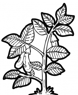 Free Black And White Plants, Download Free Clip Art, Free ...