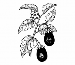 Eggplant Vegetables Plant Growing Food Fresh Eggplant Plants ...