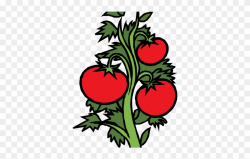 Tomato Clipart Shrub Plant - Png Download (#2327275 ...