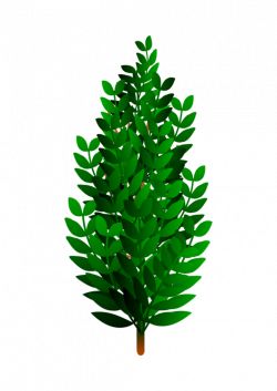 Fir,Pine Family,Plant PNG Clipart - Royalty Free SVG / PNG