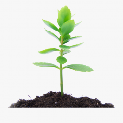 Dirt Clipart Terrestrial Plant - Small Plant No Background ...