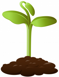 Plant clipart small plant, Plant small plant Transparent ...