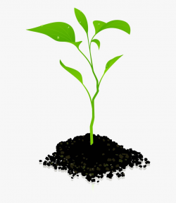 Growing Plant Png Photos - Transparent Background Plant ...