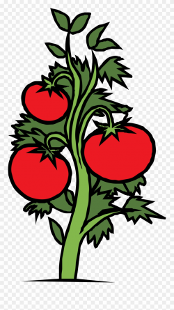 Clipart Of Tiny, Tomatoes And Tomato - Tomato Plant Clip Art ...