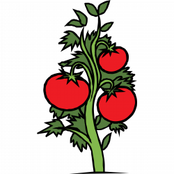 Free Tomato Cliparts, Download Free Clip Art, Free Clip Art ...