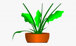 Potted Plants Clipart Transparent Background - Cartoon ...