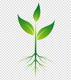 Download for free 10 PNG Plant clip art transparent ...