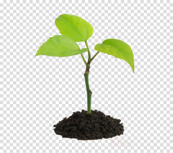 Orange Tree clipart - Plants, Plant, Flower, transparent ...