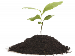 Plant PNG Images Transparent Free Download | PNGMart.com