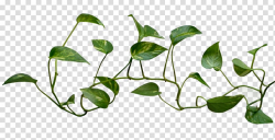 Green leafed vine, Common ivy Vine Plant , Vine Logo ...