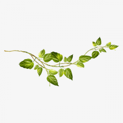 Vine And Branches PNG Transparent Vine And Branches.PNG ...
