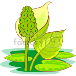 Blooming water plants clipart. Royalty-free clipart # 151633