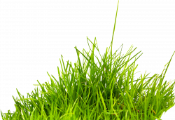 Summer Information Icon - grass png image, green grass PNG ...