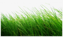 Cb Editing Flower Grass Png - Grass Png Transparent ...
