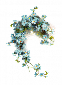 FreeToEdit png flowers with a transparent background...