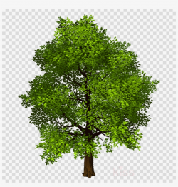 Download Transparent Background Photo Shop Trees Png - Tree ...