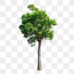 Tree PNG Images, Download 59,931 Tree PNG Resources with ...
