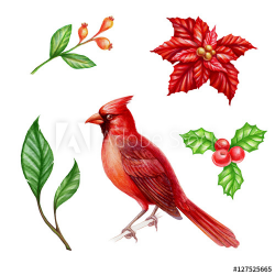 Christmas clip art set isolated on white background, cardinal bird ...