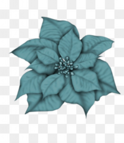 Clip Art Christmas Poinsettia Openclipart Free content - blue poinsettia