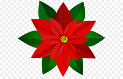 Poinsettia Flora png download - 8000*7003 - Free Transparent ...