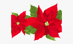 Poinsettia Clipart Transparent Background - Poinsettia Flower ...