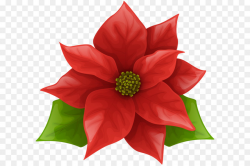 Poinsettia Christmas Clip art - Poinsettia PNG Clipart Image png ...