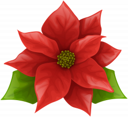 Poinsettia Flower Drawing | Free download best Poinsettia Flower ...