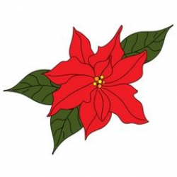 9 Best Poinsettia images in 2016 | Poinsettia, Xmas, Christmas