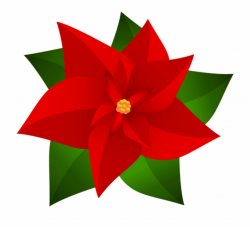 Poinsettia Transparent Snow - Drawing Christmas Flower Poinsettia ...