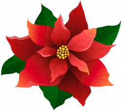 Poinsettia drawing simple, Picture #1760729 poinsettia drawing simple