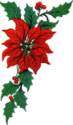 Poinsettia Clipart holly - Free Clipart on Dumielauxepices.net