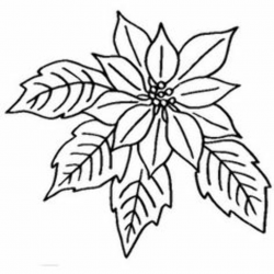 9 Best Poinsettia images in 2016 | Poinsettia, Xmas, Christmas