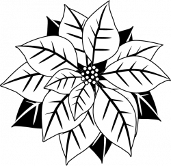 Free Poinsettias Cliparts, Download Free Clip Art, Free Clip Art on ...