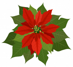 Christmas Poinsettia PNG Clipart | Gallery Yopriceville - High ...