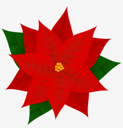 Poinsettia Plants, Phytochemicals, Poinsettia, Red - Poinsettia ...