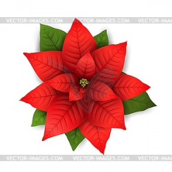 Poinsettia Christmas flower - vector clipart