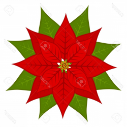 Photostock Vector Poinsettia Flower Symbol Of Christmas Vector ...
