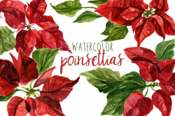 Watercolor Poinsettias