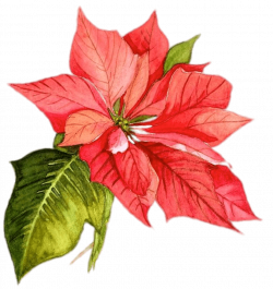 Poinsettia Christmas Watercolor painting Flower - christmas png ...
