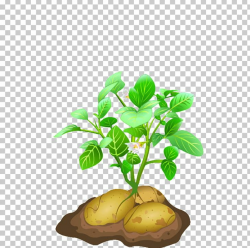 Vegetable Potato Plant PNG, Clipart, Clip Art, Download ...