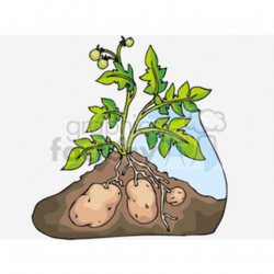 Potato plant with potatoes growing under soil clipart. Royalty-free clipart  # 128614