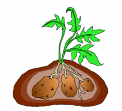 Potato Plant Clip Art Images Pictures - Becuo - Clip Art Library