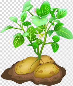 Potato, potato transparent background PNG clipart | PNGGuru