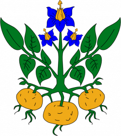 Potato Plant Clip Art Images Pictures - Becuo - Clip Art Library