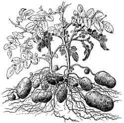 Potato Plant | ClipArt ETC