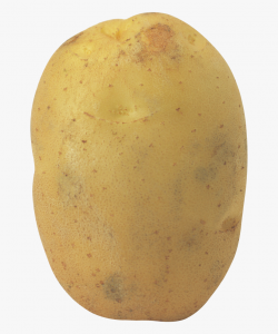 Potato Vector Clipart #1973892 - Free Cliparts on ClipartWiki
